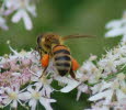 Honigbiene Apis mellifera