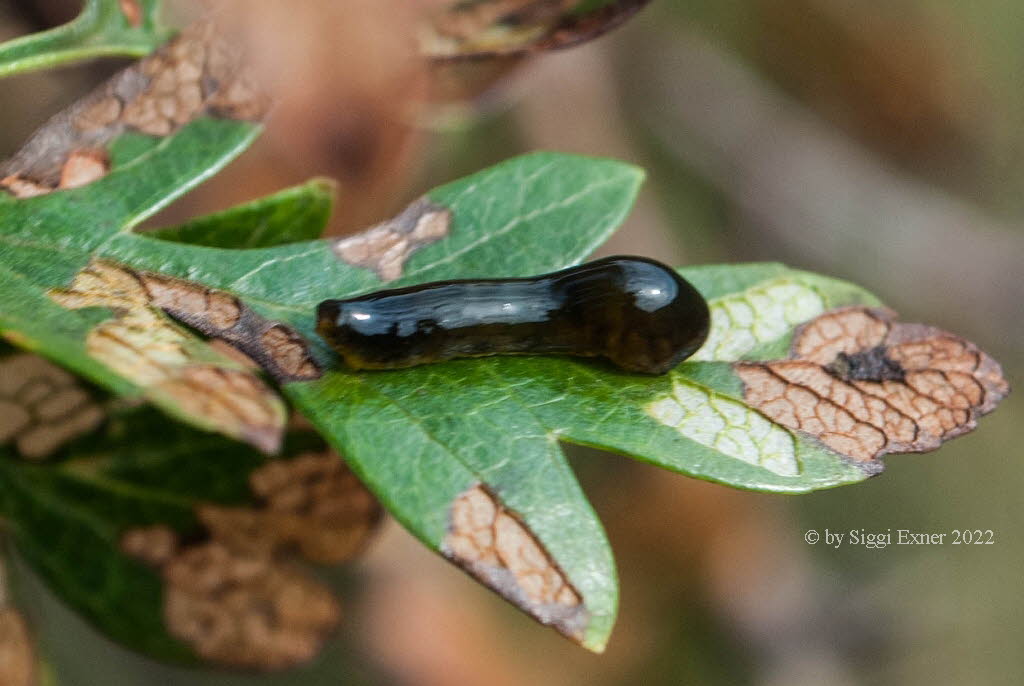 Caliroa cerasi Kirschblattwespe