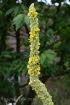 Königskerze Kleinblütige Verbascum thapsus
