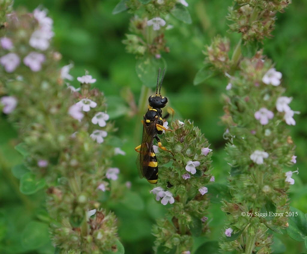 Mellinus arvensis Kotwespe 
