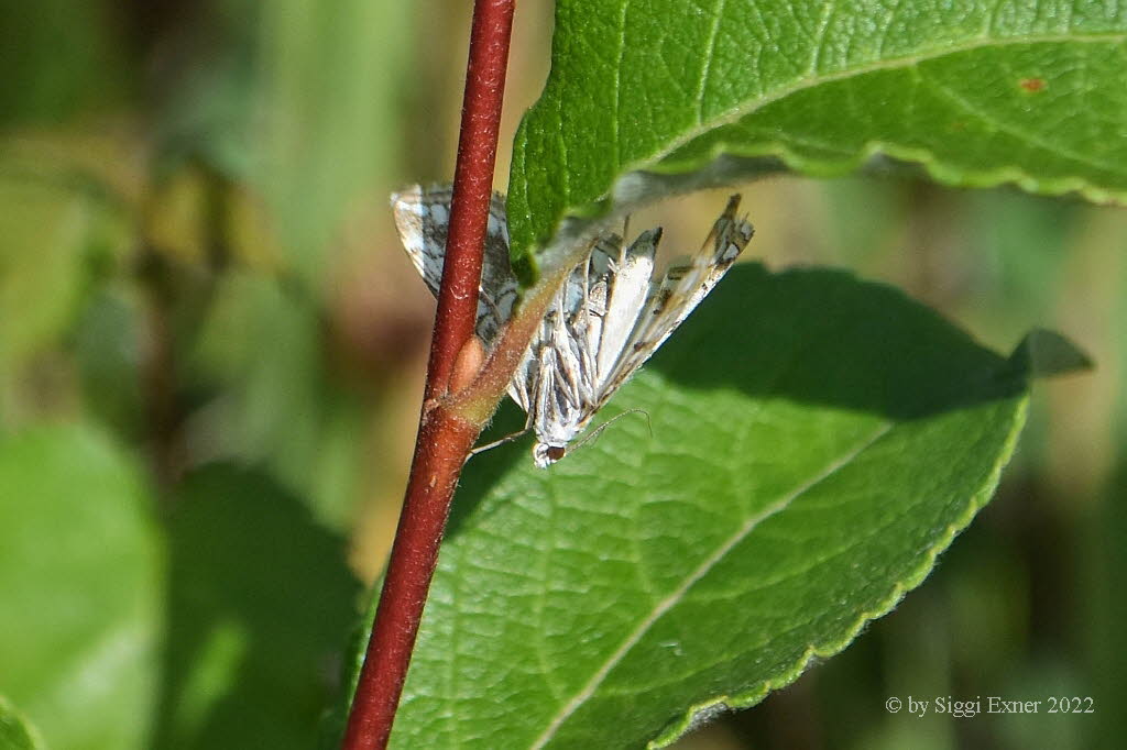 Elophila nymphaeata  Laichkrautznsler