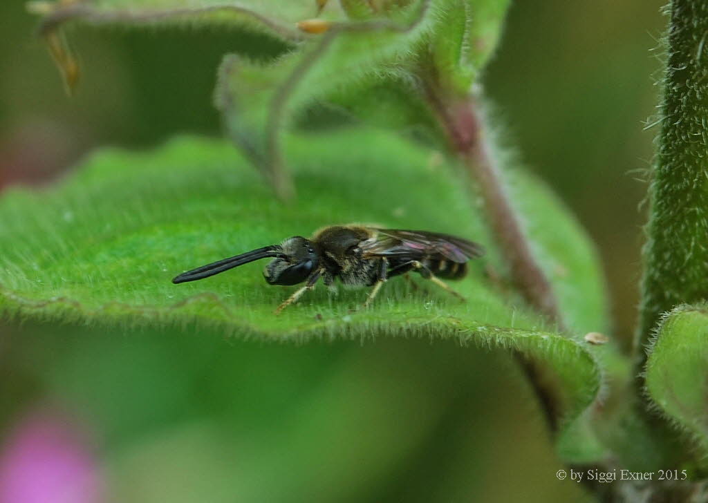 Lasioglossum spec. Schmalbiene
