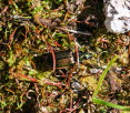 Agonum marginatum Gelbrand-Flachläufer