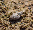 Leberegelschnecke Galba truncatula