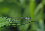 Große Pechlibelle Ischnura elegans