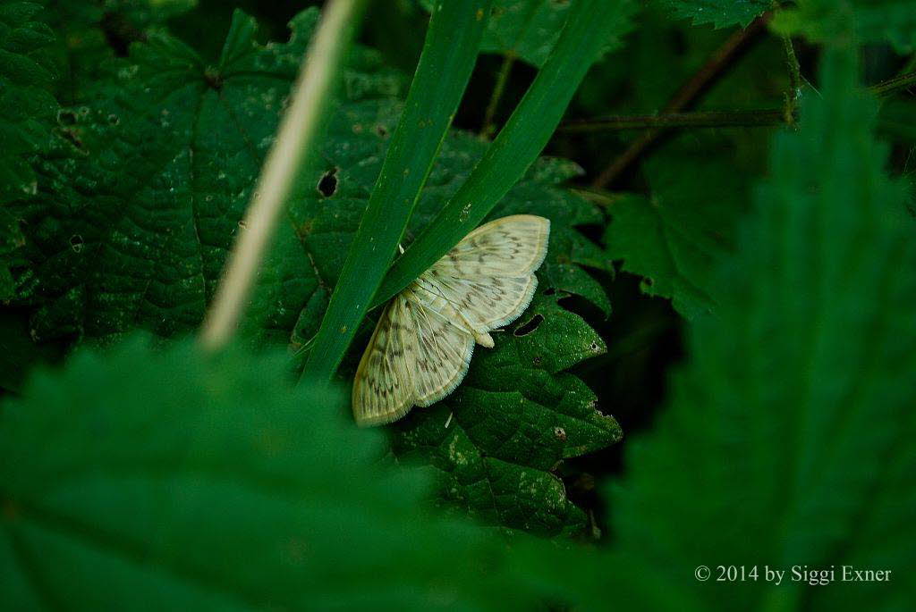 Patania ruralis Blasser Nesselznsler