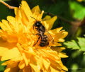 Osmia spec.