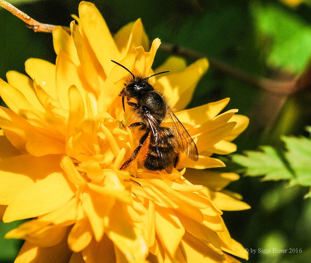 Osmia spec.