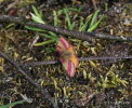 Purpurspanner Lythria cruentaria