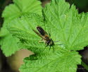 Andrena haemorrhoa Rotendige Sandbiene 
