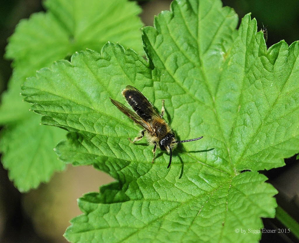 Andrena haemorrhoa Rotendige Sandbiene 