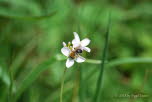 Andrena haemorrhoa Rotendige Sandbiene 