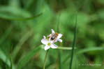 Rotschopfige Sandbiene Andrena haemorrhoa