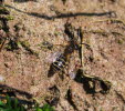 Andrena flavipes Gemeine Sandbiene