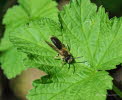 Andrena helvola Schlehen-Lockensandbiene