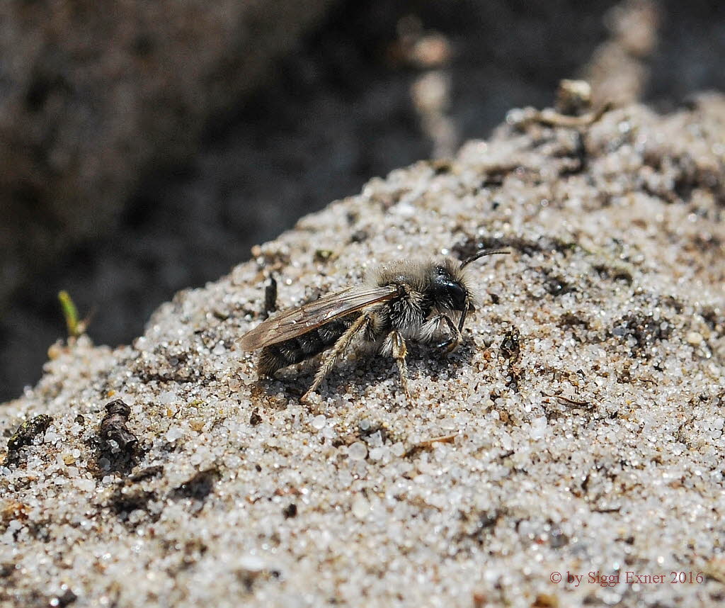 Andrena vaga Weiden-Sandbiene