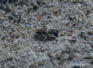 Andrena vaga Weiden-Sandbiene