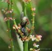Syrphidae Schwebfliegen-Larven