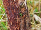Schwertschrecke Conocephalus dorsalis