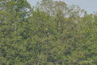 Seeadler Haliaeetus albicilla