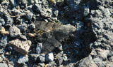 Taubenschwänzchen Macroglossum stellatarum