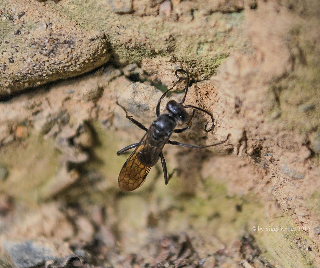 Auplopus carbonarius T�nnchenwegwespe 