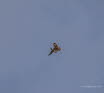 Wanderfalke Falco peregrinus