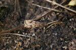 Nomophila noctuella Wanderznsler 