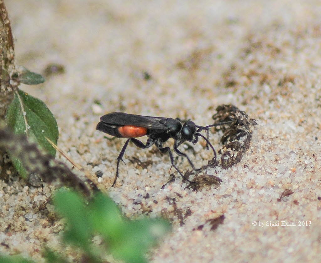 Anoplius  spec. Wegwespe