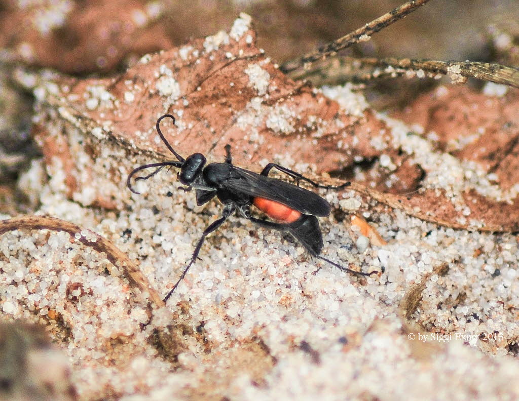 Anoplius  spec. Wegwespe