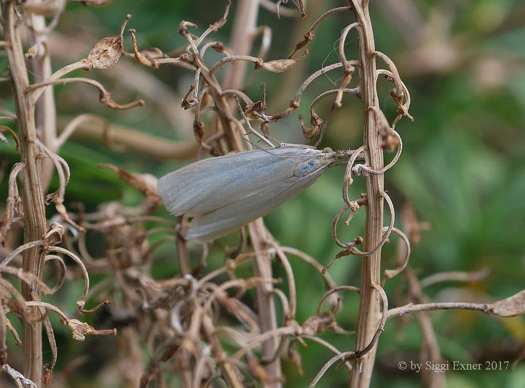 Crambus perlella Weier Grasznsler 