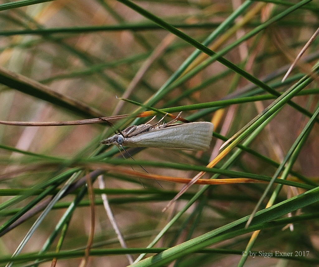 Crambus perlella Weier Grasznsler 