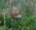 Wespenspinne Argiope bruennichi