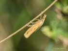 Agriphila inquinatella Grasznsler