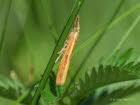 Agriphila inquinatella Grasznsler