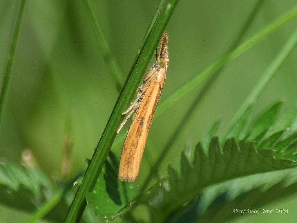 Agriphila inquinatella Grasznsler