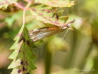 Chrysoteuchia culmella