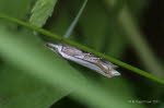 Crambus pascuella