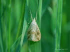 Evergestis forficalis  Kohlznsler 