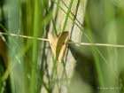 Evergestis forficalis  Kohlznsler 