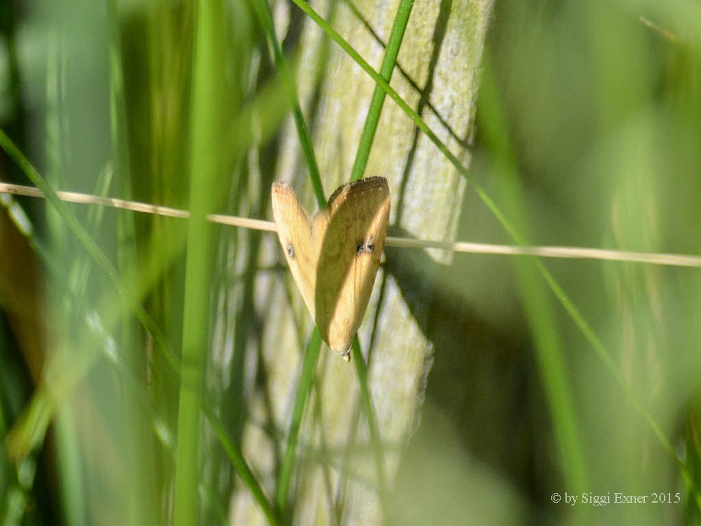 Evergestis forficalis  Kohlznsler 