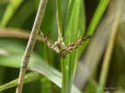 Elophila nymphaeata  Laichkrautznsler