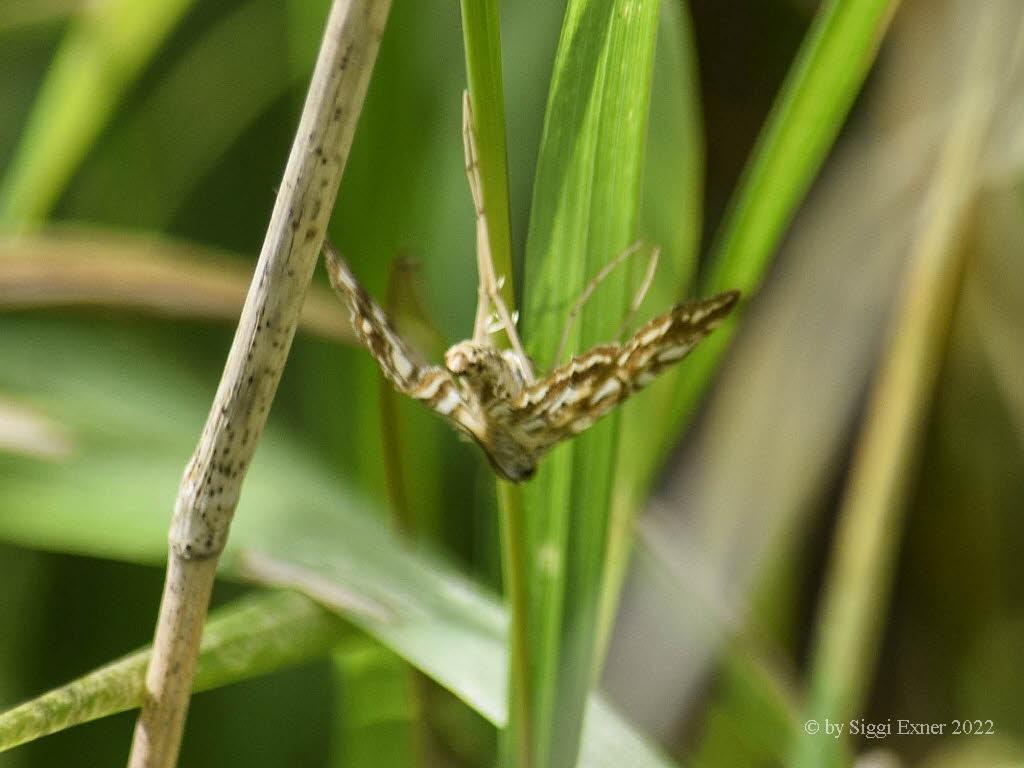 Elophila nymphaeata  Laichkrautznsler
