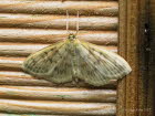 Patania ruralis Blasser Nesselznsler