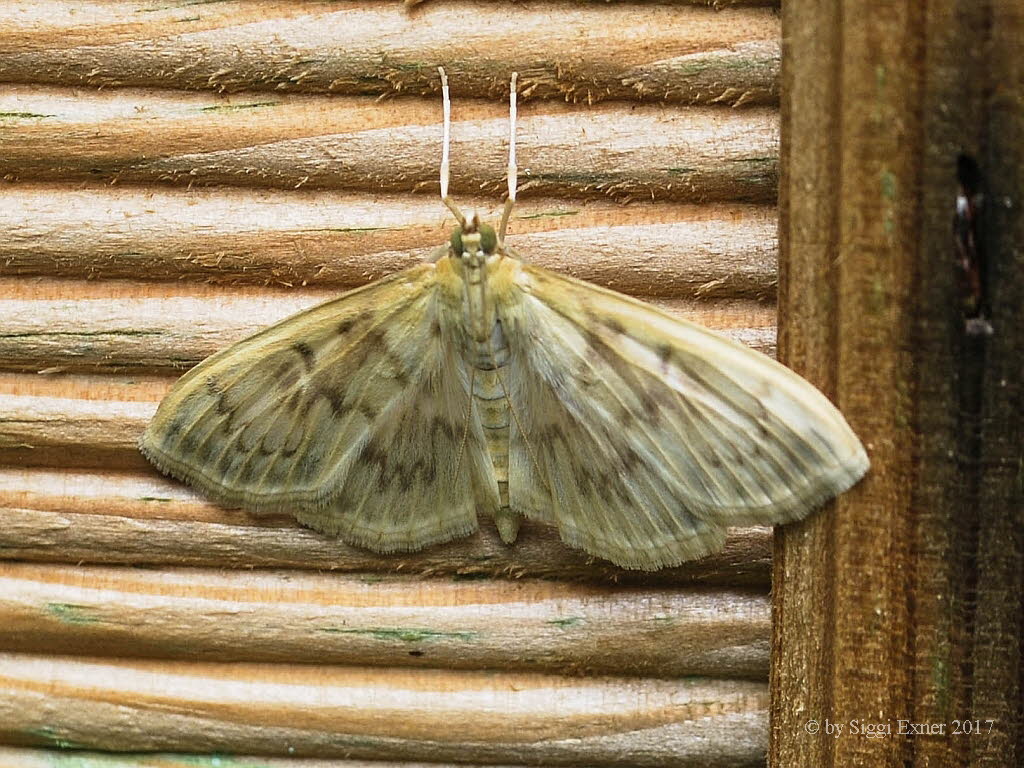 Patania ruralis Blasser Nesselznsler