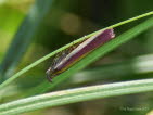 Oncocera semirubella Rhabarberznsler