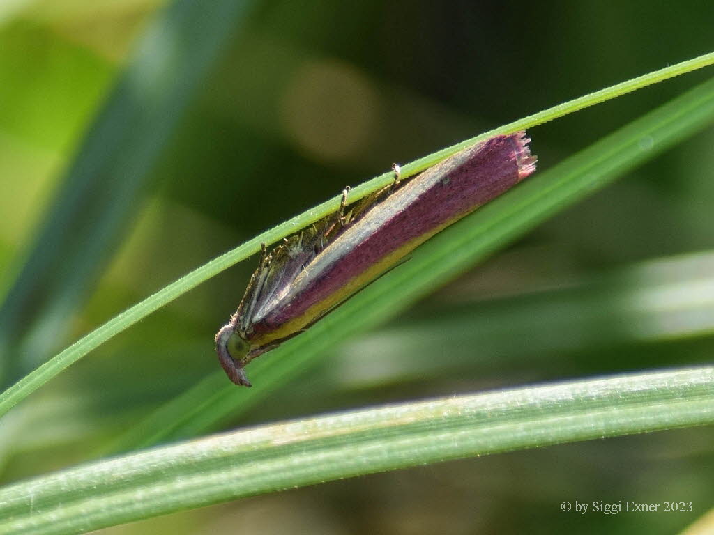 Oncocera semirubella Rhabarberznsler