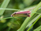 Oncocera semirubella Rhabarberznsler