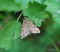 Loxostege sticticalis Rbenznsler