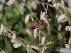 Loxostege sticticalis Rbenznsler